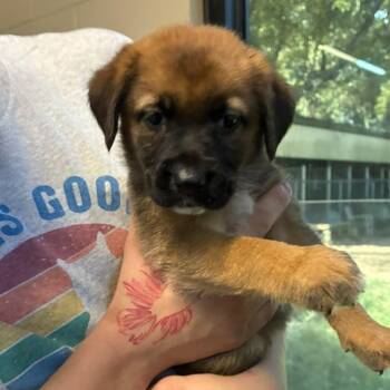 Rhea -  Mixed Breed Dog for Adoption in Gadsden, Alabama - Rhea | PetCurious
