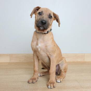 Zelda D70883 -  Pit Bull Terrier and German Shepherd Dog Dog for Adoption in Minnetonka, Minnesota - Zelda D70883 | PetCurious