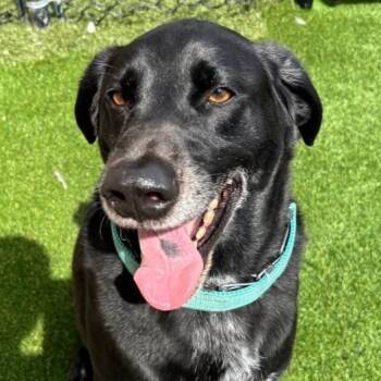 Rocky -  Labrador Retriever Dog for Adoption in Columbia, Illinois - Rocky | PetCurious
