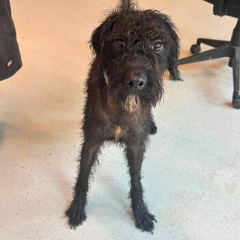 Kewpie - Stray Hold 7/20 -  Mixed Breed Dog for Adoption in Huntington, West Virginia - Kewpie - Stray Hold 7/20 | PetCurious