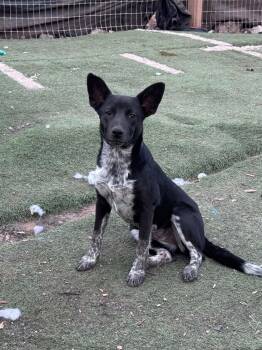 Figet -  Border Collie Dog for Adoption in Bend, Oregon - Figet | PetCurious