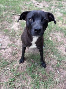 Norma Jean -  Labrador Retriever Dog for Adoption in Little Rock, Arkansas - Norma Jean | PetCurious