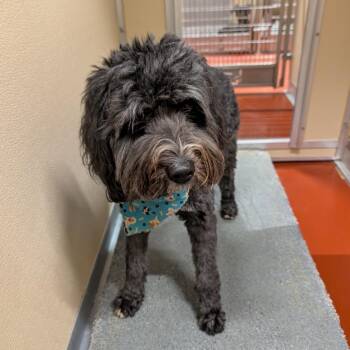 Ozzie Taylor -  Mixed Breed Dog for Adoption in Douglasville, Georgia - Ozzie Taylor | PetCurious