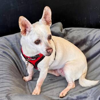 Chihuahua Dogs Available for Adoption - Alexis 13782 | PetCurious