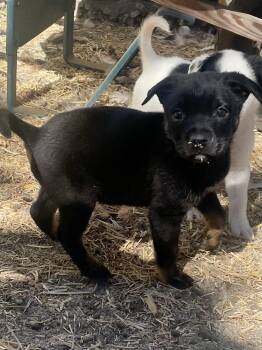 Rescue Mixed Breed Dogs for Adoption in Paso Robles, California - Churro | PetCurious