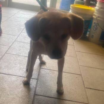 Moth Stray Hold 6/15 -  Mixed Breed Dog for Adoption in Huntington, West Virginia - Moth Stray Hold 6/15 | PetCurious