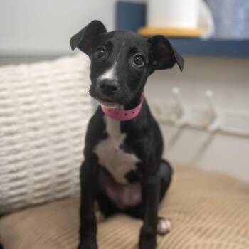 Lex -  Catahoula Leopard Dog and Mixed Breed Dog for Adoption in Pawling, New York - Lex | PetCurious