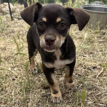 Ms. Itsy Bitsy Tootsie -  Chihuahua Dog for Adoption in Ridgefield, Washington - Ms. Itsy Bitsy Tootsie | PetCurious