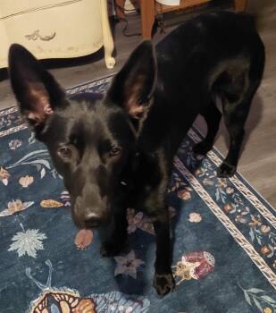 Raven5 -  German Shepherd Dog Dog for Adoption in Baltimore, Maryland - Raven5 | PetCurious
