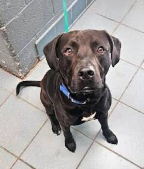 Mixed Breed Dogs Available for Adoption in Nashville, Tennessee - Ducky | PetCurious