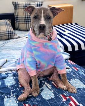 Pit Bull Terrier Dogs Available for Adoption - Penny | PetCurious