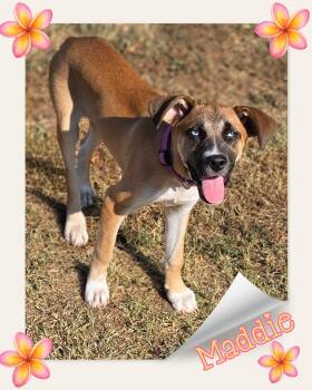 Maddie -  Australian Shepherd and Boxer Dog for Adoption in Grove, Oklahoma - Maddie | PetCurious