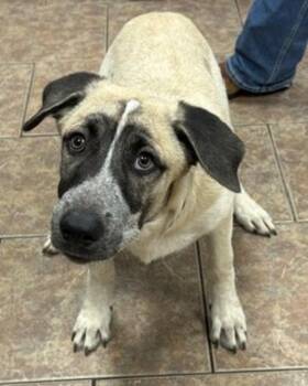 Gabe -  Anatolian Shepherd Dog for Adoption in Littleton, Colorado - Gabe | PetCurious