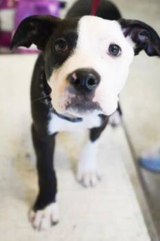 Boscoe Joe -  Pit Bull Terrier and Mixed Breed Dog for Adoption in Bowling Green, Kentucky - Boscoe Joe | PetCurious