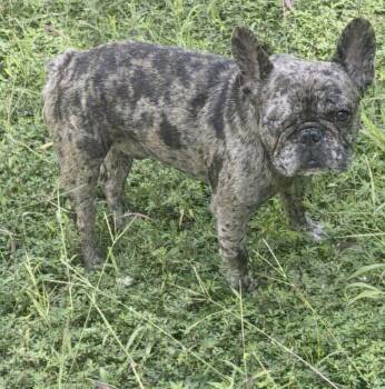 Tatum -  French Bulldog Dog for Adoption in Waldorf, Maryland - Tatum | PetCurious