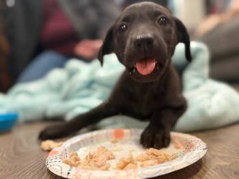 Australian Kelpie and Whippet Dogs Available for Adoption - Kole | PetCurious