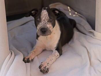 Pit Bull Terrier and Mixed Breed Dogs Available for Adoption - CYPRESS | PetCurious