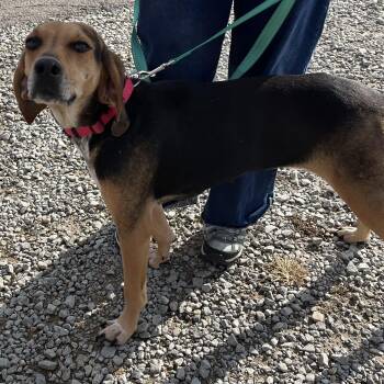 Rescue Treeing Walker Coonhound Dogs for Adoption in Washington, Pennsylvania - Nora | PetCurious