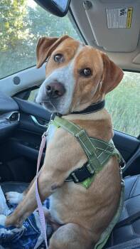 Nacho -  English Foxhound and Labrador Retriever Dog for Adoption in Woodstock, Ontario - Nacho | PetCurious