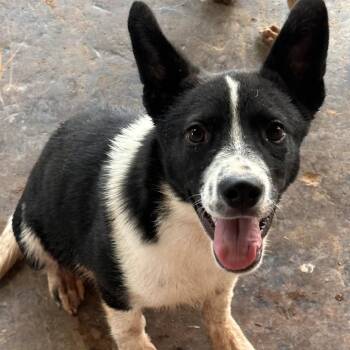 FWT Sissy -  Mixed Breed Dog for Adoption in Midland, Texas - FWT Sissy | PetCurious