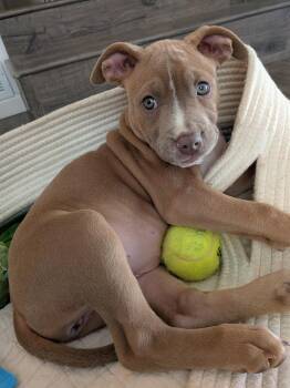 Pit Bull Terrier Dogs Available for Adoption - Ruby | PetCurious