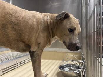 MIMI -  American Staffordshire Terrier and Mixed Breed Dog for Adoption in Grand Prairie, Texas - MIMI | PetCurious
