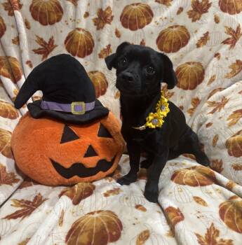 Millie -  Chihuahua and Dachshund Dog for Adoption in Corona, California - Millie | PetCurious