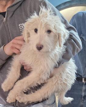 Komondor Dogs Available for Adoption - Cotton | PetCurious