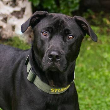 Sturgill -  Black Labrador Retriever Dog for Adoption in Middletown, Rhode Island - Sturgill | PetCurious