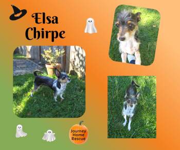 Elsa Chirpe -  Chihuahua Dog for Adoption in East Wenatchee, Washington - Elsa Chirpe | PetCurious