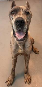 Pluto -  Great Dane and Mixed Breed Dog for Adoption in New Orleans, Louisiana - Pluto | PetCurious
