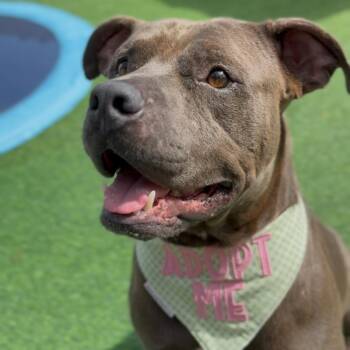 Pit Bull Terrier Dogs Available for Adoption - Mr. Piggy Pants | PetCurious