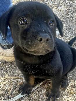 Rescue Mixed Breed Dogs for Adoption in Paso Robles, California - Bear Claw | PetCurious