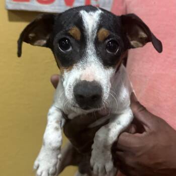 Gunnie - Local November 6-8 -  Rat Terrier Dog for Adoption in Brookshire, Texas - Gunnie - Local November 6-8 | PetCurious