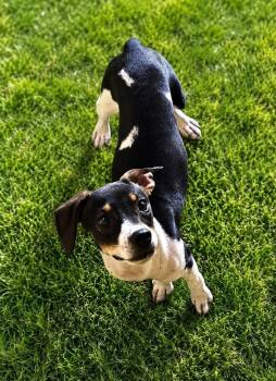 Steph -  Jack Russell Terrier Dog for Adoption in Colorado Springs, Colorado - Steph | PetCurious