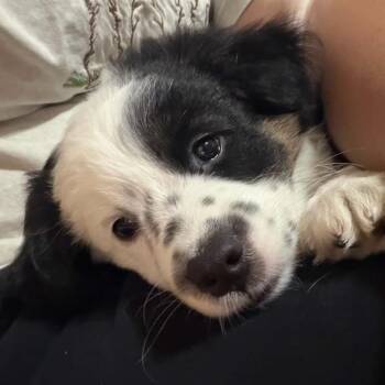 Domino -  Mixed Breed Dog for Adoption in Shorewood, Illinois - Domino | PetCurious