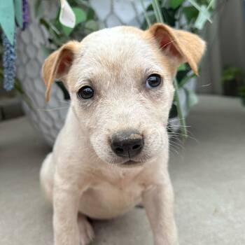 Taffy Mini -  Husky and Hound Dog for Adoption in Andover, Massachusetts - Taffy Mini | PetCurious