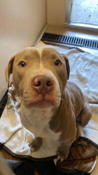 Pit Bull Terrier Dogs Available for Adoption in Sunbury, Pennsylvania - Sterling | PetCurious