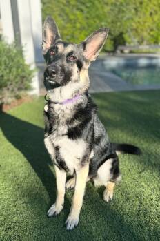 Rescue German Shepherd Dog Dogs for Adoption in Manhattan Beach, California - Gracie | PetCurious