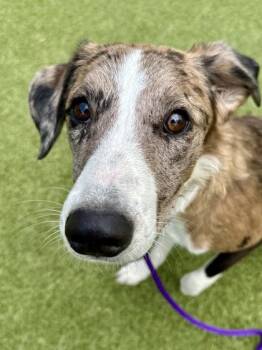 Hecate -  Mixed Breed Dog for Adoption in Wichita, Kansas - Hecate | PetCurious