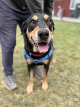 Martha -  Rottweiler Dog for Adoption in Petaluma, California - Martha | PetCurious
