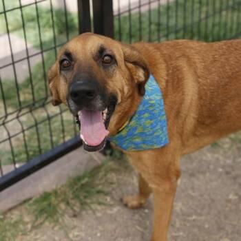 MALIBU -  Black Mouth Cur Dog for Adoption in San Antonio, Texas - MALIBU | PetCurious