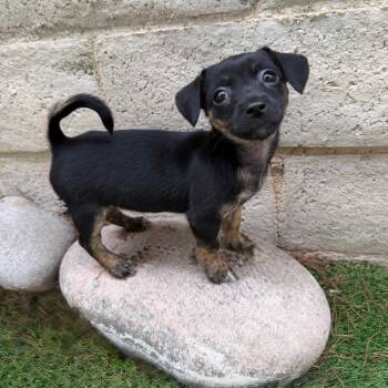 Sporty Spice -  Chihuahua and Mixed Breed Dog for Adoption in Las Vegas, Nevada - Sporty Spice | PetCurious