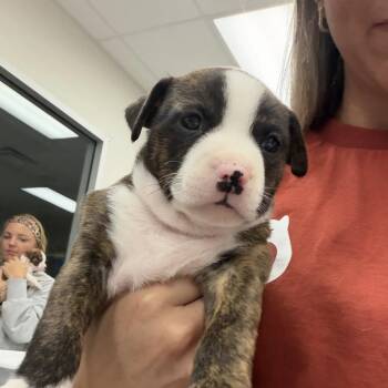 Athens -  Mixed Breed Dog for Adoption in Jupiter, Florida - Athens | PetCurious