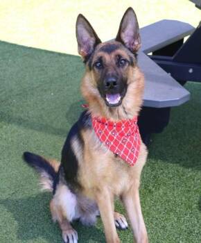 Aardwolf -  Mixed Breed Dog for Adoption in Athens, Georgia - Aardwolf | PetCurious