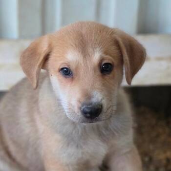 Falcon JuM -  German Shepherd Dog and Mixed Breed Dog for Adoption in Austin, Texas - Falcon JuM | PetCurious