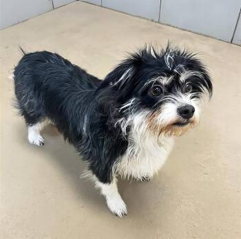 Bee-Bop -  Mixed Breed Dog for Adoption in Nashville, Tennessee - Bee-Bop | PetCurious