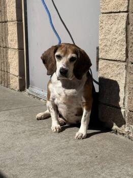 Beagle Dogs Available for Adoption in Blue Springs, Missouri - 1587 Prime | PetCurious