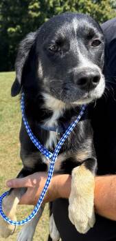 Labrador Retriever Dogs Available for Adoption - Bird | PetCurious