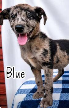 Blue -  Catahoula Leopard Dog and Labrador Retriever Dog for Adoption in Ringwood, New Jersey - Blue | PetCurious